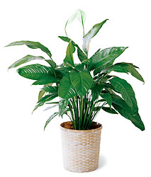 Spathiphyllum from Maplehurst Florist, local flower shop in Essex Junction